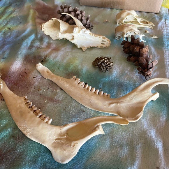 Misc bones / skulls - wild Turkey , coyote & deer jaws - all from Ky - Picture 5 of 6